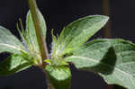 Carolina wild petunia